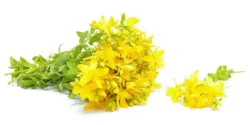 خواص گل راعی برای مردان و زنان در طب سنتی مدرن