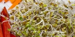 خواص جوانه کنجد برای مردان و زنان در طب سنتی مدرن