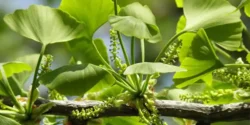 خواص جینکوبیلوبا برای مردان و زنان در طب سنتی مدرن