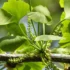 خواص جینکوبیلوبا برای مردان و زنان در طب سنتی مدرن