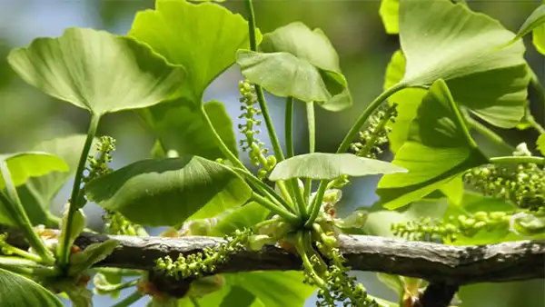 خواص جینکوبیلوبا برای مردان و زنان در طب سنتی مدرن