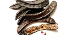 خواص خرنوب برای مردان و زنان در طب سنتی مدرن