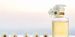 خواص عرق بابونه برای مردان و زنان در طب سنتی مدرن