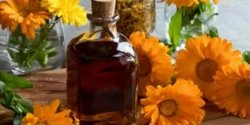 خواص روغن گل همیشه بهار برای مردان و زنان در طب سنتی مدرن