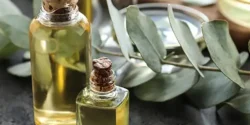 خواص روغن اکالیپتوس برای مردان و زنان در طب سنتی مدرن