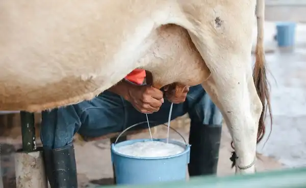 خواص شیر گاو برای مردان و زنان در طب سنتی مدرن