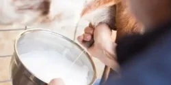 خواص شیر گوسفندی برای مردان و زنان در طب سنتی مدرن