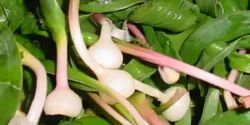 خواص والک برای مردان و زنان در طب سنتی مدرن