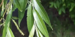 خواص برگ بید برای مردان و زنان در طب سنتی مدرن