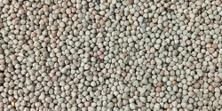 خواص گاودانه برای مردان و زنان در طب سنتی مدرن