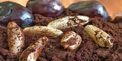 خواص قهوه خرما برای مردان و زنان در طب سنتی مدرن