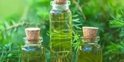 خواص روغن چای برای مردان و زنان در طب سنتی مدرن