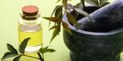 خواص روغن چریش برای مردان و زنان در طب سنتی مدرن