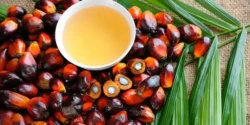 خواص روغن پالم برای مردان و زنان در طب سنتی مدرن