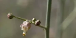 خواص تشنه داری برای مردان و زنان در طب سنتی مدرن
